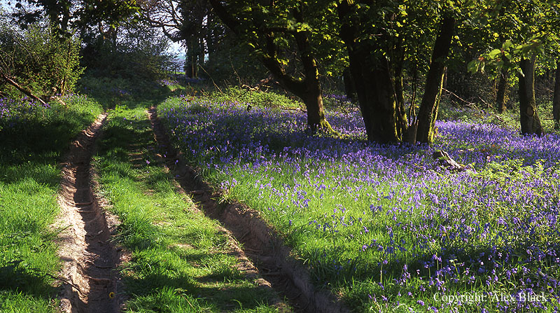 Bluebell woods on Ball Hill, near Plush, Dorset